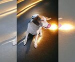 Small Photo #2 American Foxhound-Unknown Mix Puppy For Sale in Sanderson, FL, USA