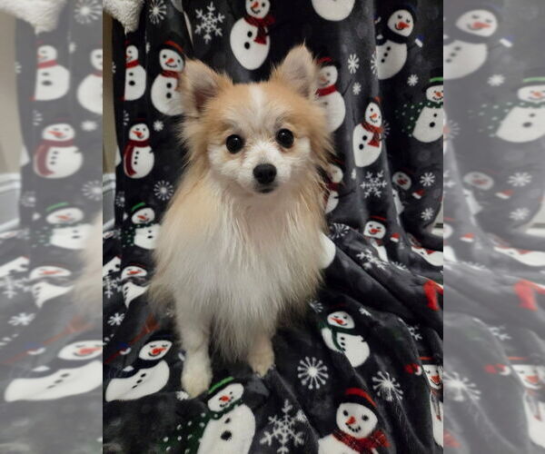 Medium Photo #6 Pomeranian Puppy For Sale in CITRONELLE, AL, USA