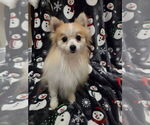 Small #5 Pomeranian
