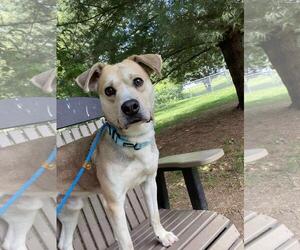 Eurasier-Unknown Mix Dogs for adoption in Front Royal, VA, USA
