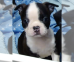 Small Photo #1 Boston Terrier Puppy For Sale in MCMINNVILLE, OR, USA