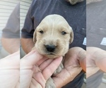 Small Photo #15 Golden Retriever Puppy For Sale in SEMINOLE, TX, USA