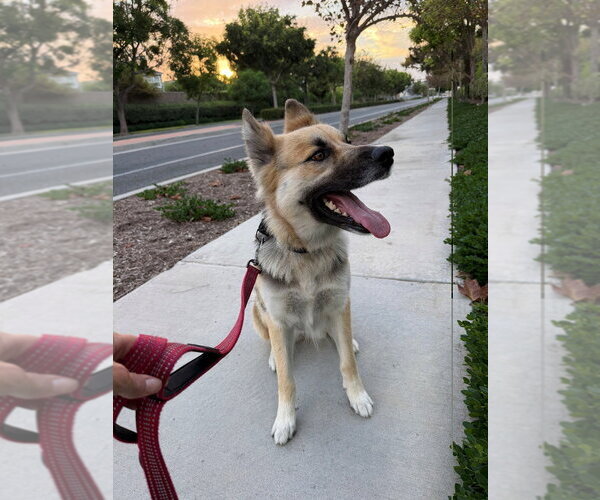 Medium Photo #2 Mutt Puppy For Sale in Lake Forest, CA, USA