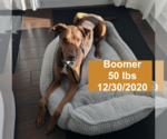 Small #1 Doberman Pinscher-Rhodesian Ridgeback Mix