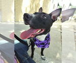 Small #2 Basenji Mix