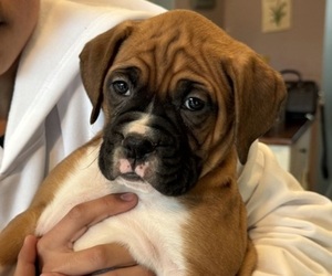 Boxer Puppy for Sale in SHOREWOOD, Illinois USA