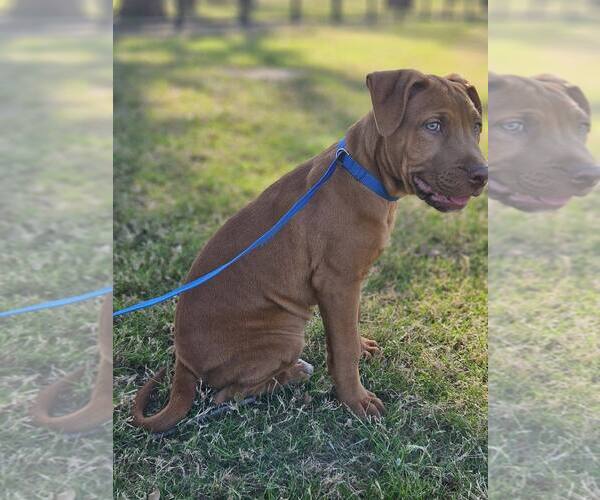 Medium Photo #12 Mutt Puppy For Sale in Euless, TX, USA