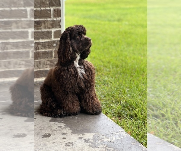Medium Photo #1 Cocker Spaniel Puppy For Sale in HUFFMAN, TX, USA