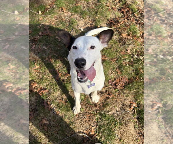 Medium Photo #1 Mutt Puppy For Sale in Oak Bluffs, MA, USA