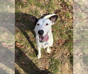 Mutt Dogs for adoption in Oak Bluffs, MA, USA