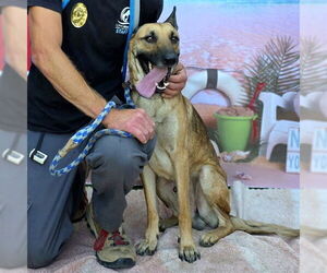 Mutt Dogs for adoption in Long Beach, CA, USA