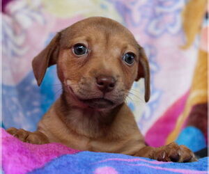 Dachshund-Unknown Mix Dogs for adoption in Weston, FL, USA