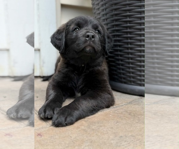 Medium Photo #3 Labrador Retriever-Unknown Mix Puppy For Sale in Plainfield, IL, USA
