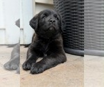 Small #2 Labrador Retriever Mix