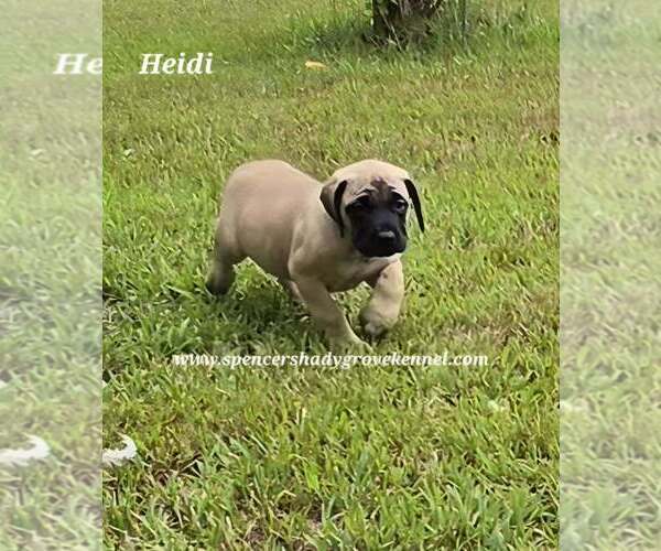Medium Photo #6 Mastiff Puppy For Sale in CABOOL, MO, USA