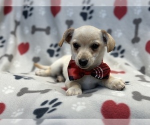 Chihuahua Puppy for sale in LAKELAND, FL, USA