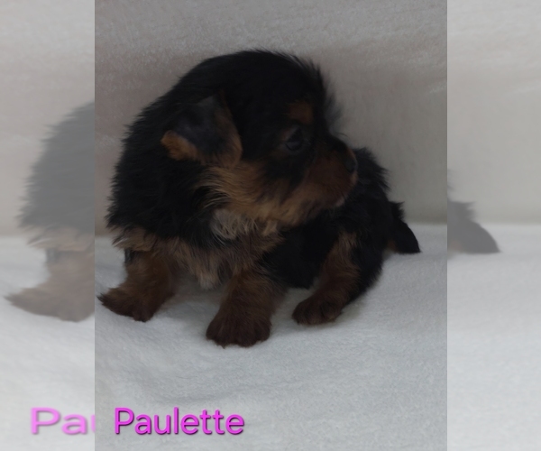 Medium Photo #9 Yorkshire Terrier Puppy For Sale in AZLE, TX, USA