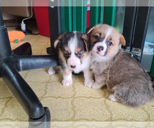 Welsh Cardigan Corgi Puppy for sale in FALLON, NV, USA