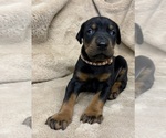 Small #14 Doberman Pinscher