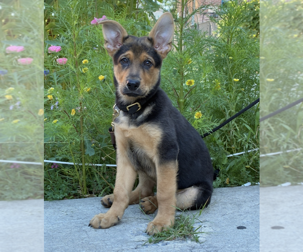 Medium Photo #19 German Shepherd Dog-Unknown Mix Puppy For Sale in Brooklyn, NY, USA