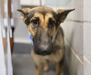 German Shepherd Dog-Unknown Mix Dogs for adoption in San Antonio, TX, USA