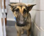 SIERRA - Female German Shepherd Dog-Unknown Mix Dog for Adoption - Small photo