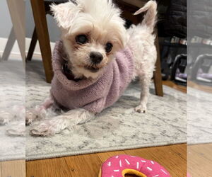 Maltese Dogs for adoption in Bellevue, WA, USA