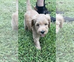 Small #3 Goldendoodle