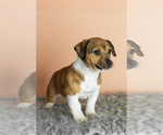 Small #3 Alapaha Blue Blood Bulldog-Jack Russell Terrier Mix