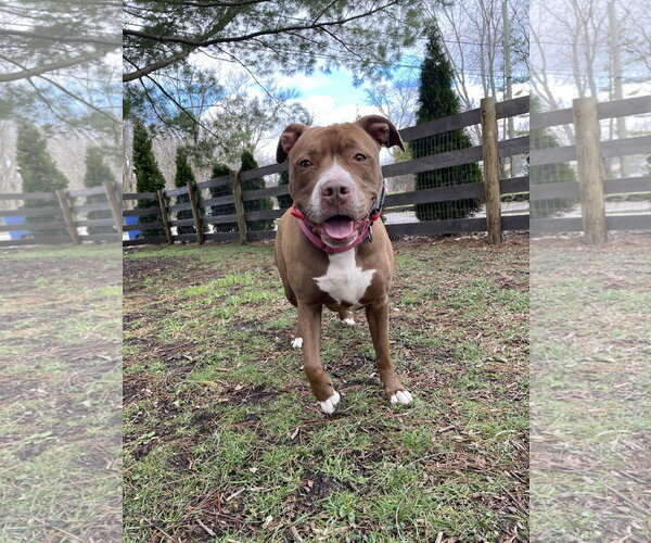 Medium Photo #13 American Pit Bull Terrier-American Staffordshire Terrier Mix Puppy For Sale in Techny, IL, USA