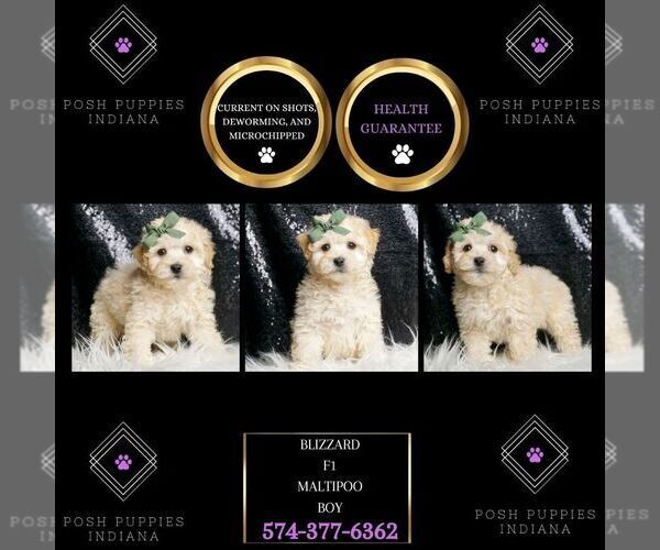 Medium Photo #8 Maltipoo (Miniature) Puppy For Sale in WARSAW, IN, USA