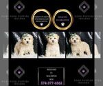 Small Photo #8 Maltipoo (Miniature) Puppy For Sale in WARSAW, IN, USA