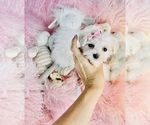 Small #15 ShihPoo