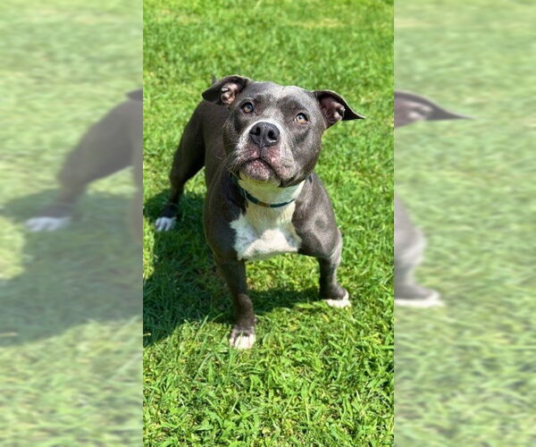 Medium Photo #1 Staffordshire Bull Terrier Puppy For Sale in Sugar Land, TX, USA