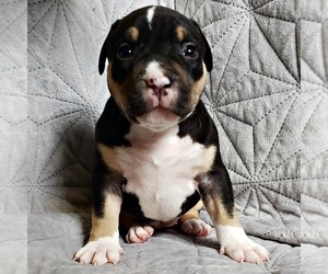 American Bully Puppy for sale in PARKLAND, WA, USA