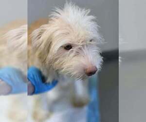 Mutt Dogs for adoption in New York, NY, USA