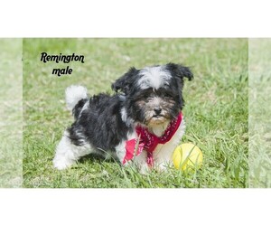 Havanese Puppy for Sale in CLARE, Michigan USA