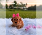 Small #3 Goldendoodle (Miniature)