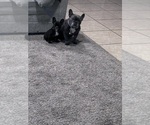 Small #2 French Bulldog