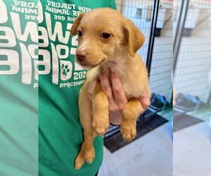 Mutt Dogs for adoption in GILBERTS, IL, USA