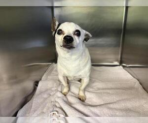 Chihuahua-Unknown Mix Dogs for adoption in Grand Prairie, TX, USA