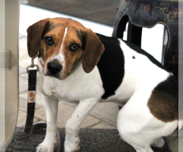 Medium Photo #3 Beagle Puppy For Sale in Dunnellon, FL, USA