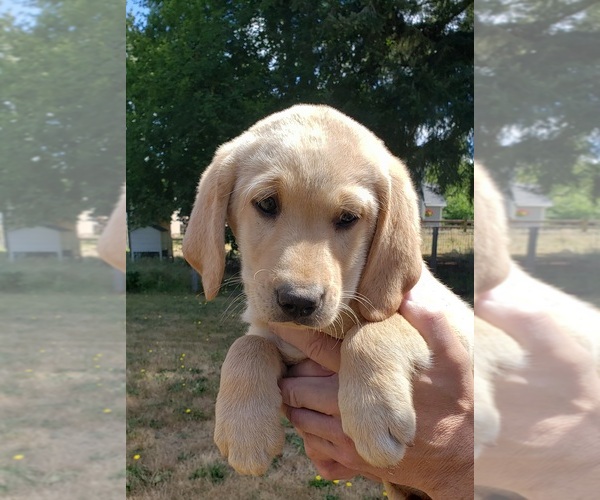 Medium Photo #8 Labrador Retriever Puppy For Sale in OLYMPIA, WA, USA