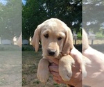 Small #7 Labrador Retriever