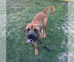 Small #7 Mutt