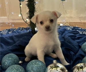 Chiweenie-Pomeranian Mix Puppy for sale in ANTELOPE, CA, USA