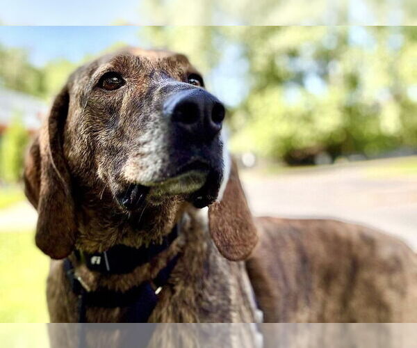 Medium Photo #11 Plott Hound-Unknown Mix Puppy For Sale in Elmsford, NY, USA