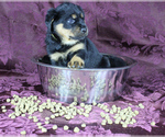 Small Photo #17 Rottweiler Puppy For Sale in HEMINGWAY, SC, USA