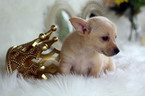 Small Photo #12 Chihuahua Puppy For Sale in HOUSTON, TX, USA