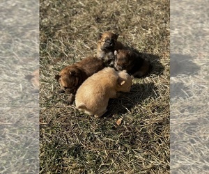 Cane Corso Puppy for sale in MIDLAND, MI, USA